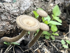 Lentinus arcularius