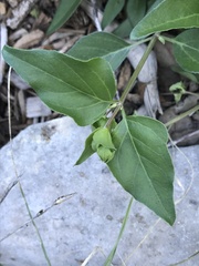 Mirabilis nyctaginea