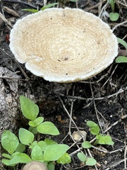 Lentinus arcularius