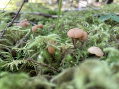 Cudonia circinans