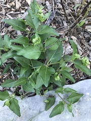 Mirabilis nyctaginea