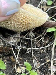Lentinus arcularius