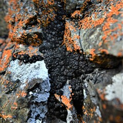 Leciophysma
