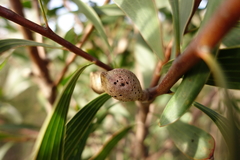 Hakea laurina