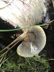 Lentinus brumalis