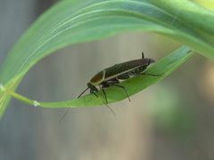 Pseudomops septentrionalis