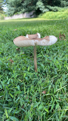 Physalacriaceae