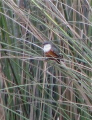 Sporophila palustris