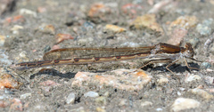 Sympecma fusca