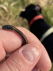Thamnophis radix