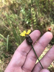 Xyris platylepis