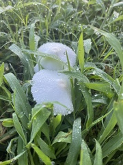 Leucocoprinus