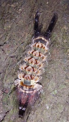 Desmoloma chironomus