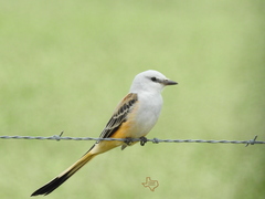 Tyrannus forficatus