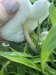 Leucocoprinus