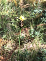 Xyris platylepis