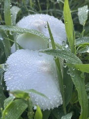 Leucocoprinus