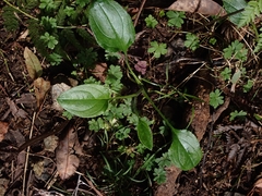 Hackelia latifolia