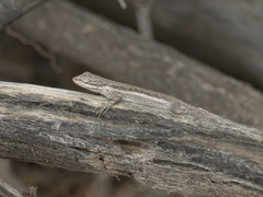 Urosaurus graciosus
