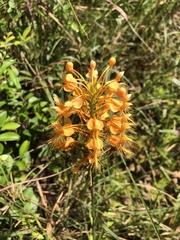 Platanthera ciliaris