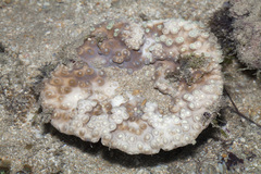 Duncanopsammia peltata