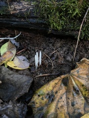 Clavaria fragilis