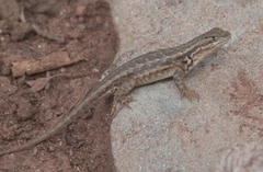 Sceloporus graciosus