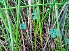 Marsilea mollis