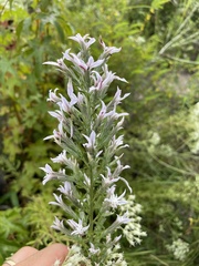 Liatris elegans