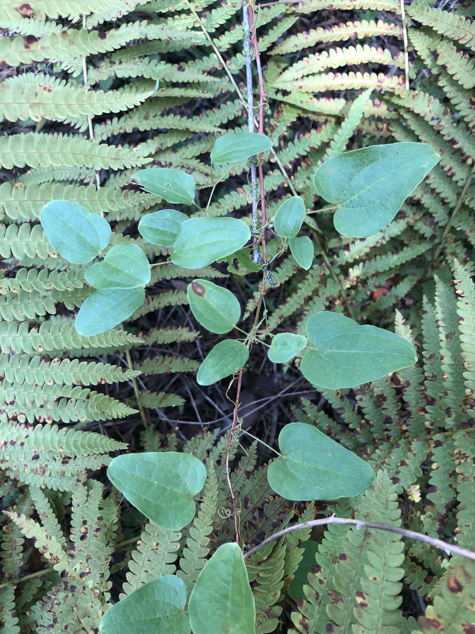 Smilax pseudochina