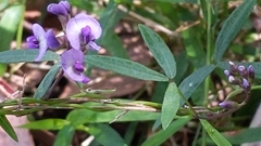 Glycine tabacina