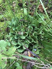 Sarracenia purpurea venosa
