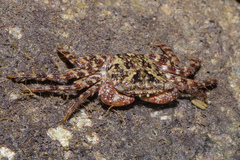 Metopograpsus