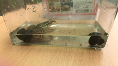 Pelophylax nigromaculatus