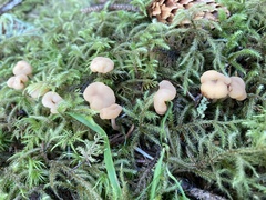 Cudonia circinans