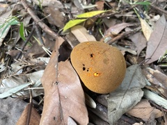Calvatia craniiformis