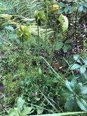 Sarracenia purpurea venosa