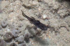 Apogonichthyoides melas