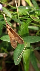 Glycine tabacina