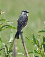 Sporophila palustris