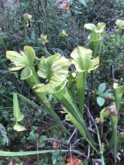 Sarracenia flava