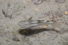Ellochelon vaigiensis