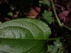 Hackelia latifolia