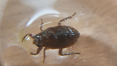 Appasus japonicus