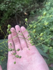 Scrophularia marilandica