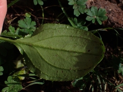 Hackelia latifolia