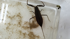 Laccotrephes japonensis