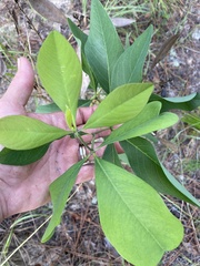 Baptisia lanceolata