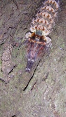 Desmoloma chironomus