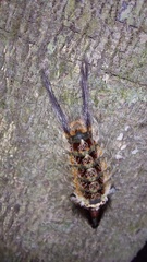 Desmoloma chironomus